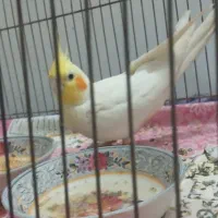 عروس هلندی