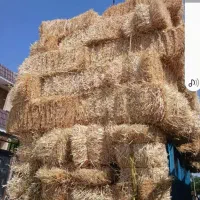 پرس گندم