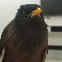 مرغ مینا