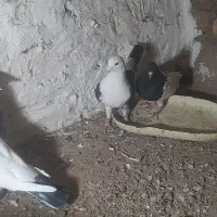 کفتر کبوتر.