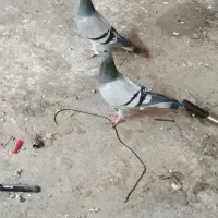 جفت‌سبز‌دوخت‌مسافتی