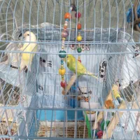 فروش یک عدد طوطی برزیلی ماده و مرغ عشق