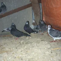 کبوتر مسافتی وتکپر