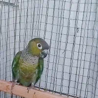 گرینچیک نر بلک کاپ با تست جنسیت کارداده