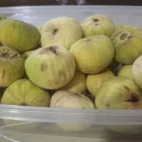 انجیر تازه