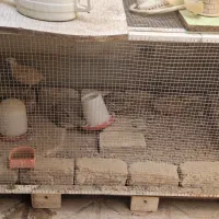 بلدرچین ماده تخم گذار