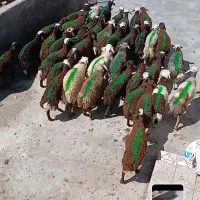 بره نرافشاری قرمزباب مالداران کل دامداری امیرعامری