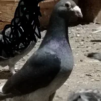 یک جفت کبوتر