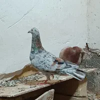 هفت رنگ خطی
