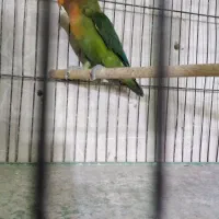 طوطی برزیلی نر بافقس   گرینچیک