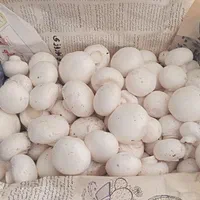 قارچ سوپر