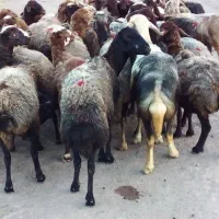 ۴۱ راس گوسفند قزل دامازدغ همگی جوان بهر گرفته