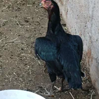 جوجه لاری