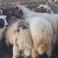 بره نر بزرگ درجه یک گوسفند بز قوچ میش گاومیش