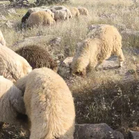 بره|حیوانات مزرعه|دالاهو, |دیوار