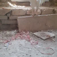 خروس لاری