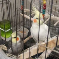 عروس هلندی معاوضه