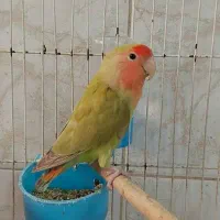 کوتوله پسته ای