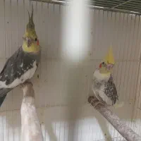 عروس هلندی