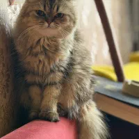 گربه اسکاتیش ماده