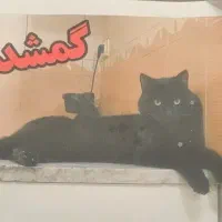 گربه گم شده