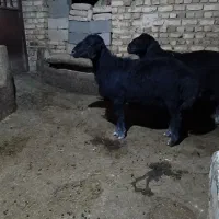 فروش قوچ قره قزل