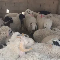 گوسفند نر