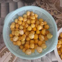زردالو  الو گوجه گیلاسی