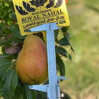 خرید نهال گلابی سانتاماریا/مقاوم و پربار