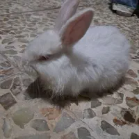 حیوان ، خرگوش