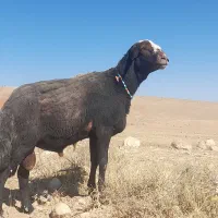 قوچ درشت شیره دار ضمانتی