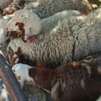 حاج چوب دار زنده شمیرانات