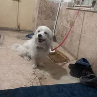 سگ پا کوتاه شیتزو