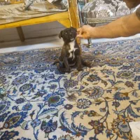 پیت بول شاه طوله