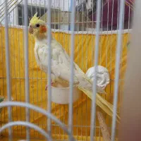 جوجه‌عروس‌هلندی‌لوتینو