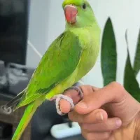 جوجه طوطی ملنگو
