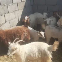 گوسفند کهره گیسه چاق محلی کوهستونی