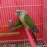 جوجه گرینچیک اناناسی