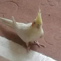 عروس هلندی