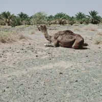 شتر|حیوانات مزرعه|ریگ ملک, |دیوار
