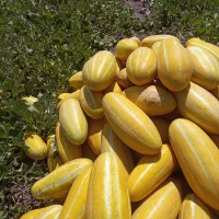 خربزه مشهدی