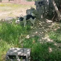 واگذاری پاکوتاه سرابی نر