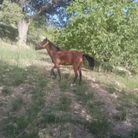 مادیون دره شور شجره دار اصیل همراه کره