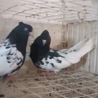 کله سیاه فروشی