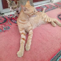 واگذاری بچه گربه خونگی 3 ماهه رایگان