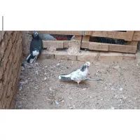 نروماده پرشی عالی