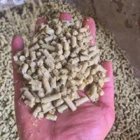 خوراک دام مخصوص پرندگان