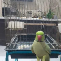 طوطی ملنگو نر با قفس
