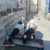 بز وبره چاق دارخوین