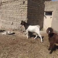 کعره نر